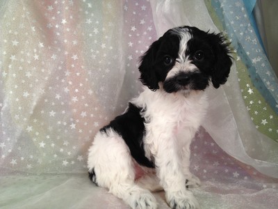 White and black, female cockapoo puppy for sale #11